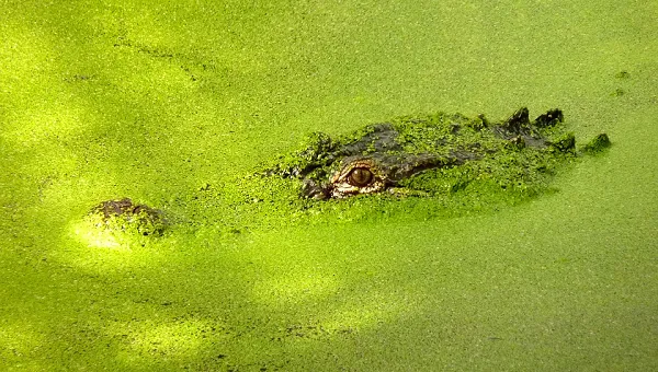 Africa: Uganda&rsquo;s outlook suffers as banking and currency risks rise